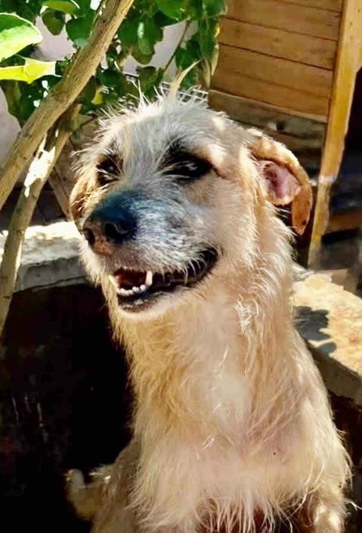 ZOE - Terrier (Unknown Type, Medium) available for adoption