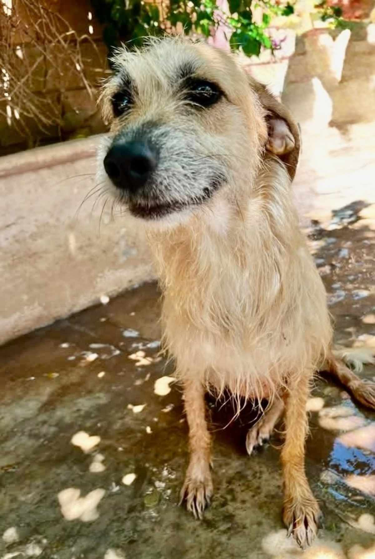ZOE - Terrier (Unknown Type, Medium) available for adoption