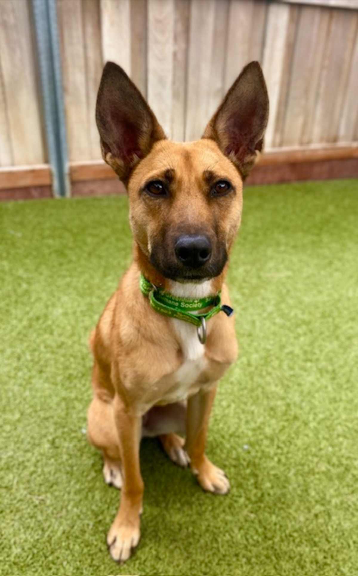 FROG - Mixed Breed (Medium) available for adoption