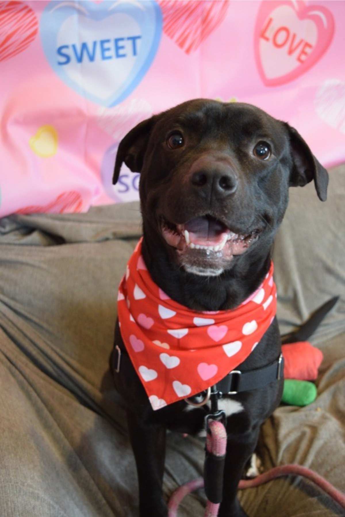 KUGEL - Labrador Retriever available for adoption