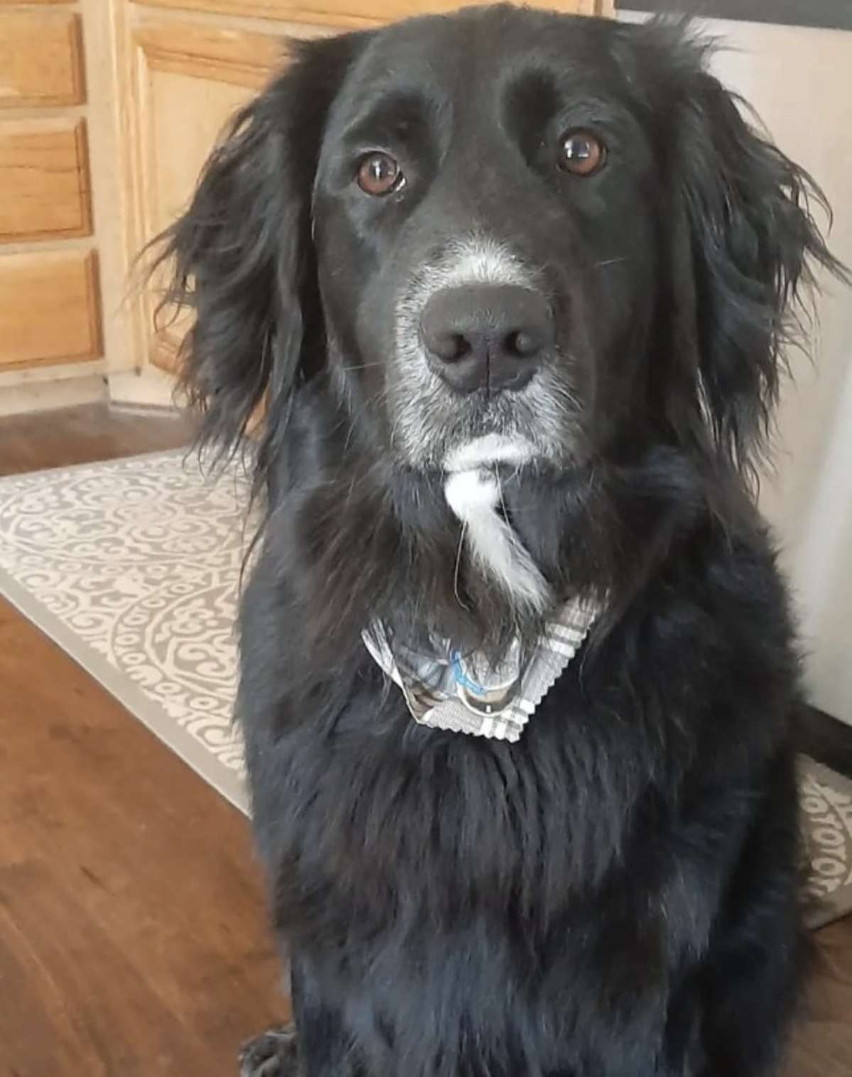 COOPER (CP) - Australian Shepherd / Retriever (Unknown Type) available for adoption