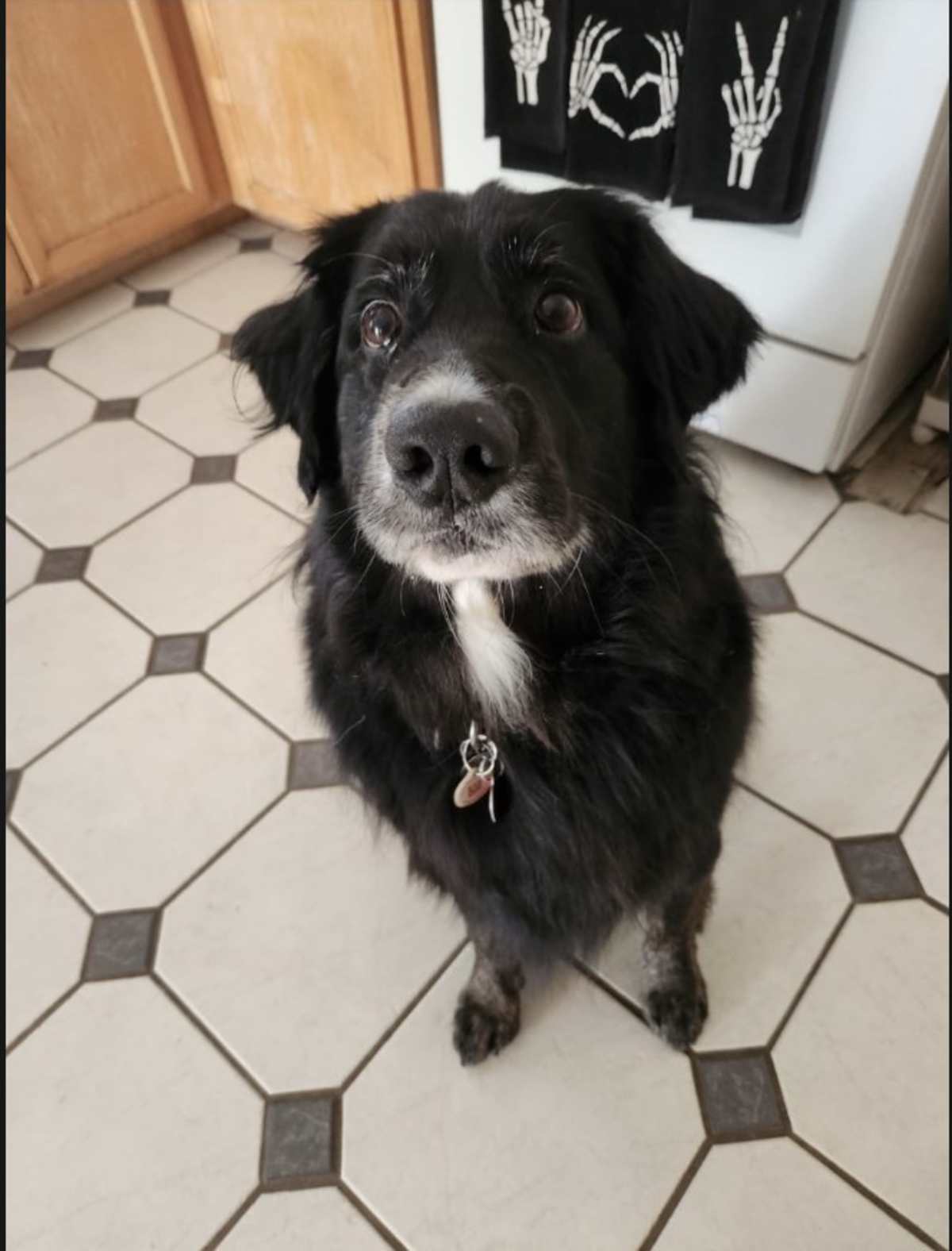 COOPER (CP) - Australian Shepherd / Retriever (Unknown Type) available for adoption