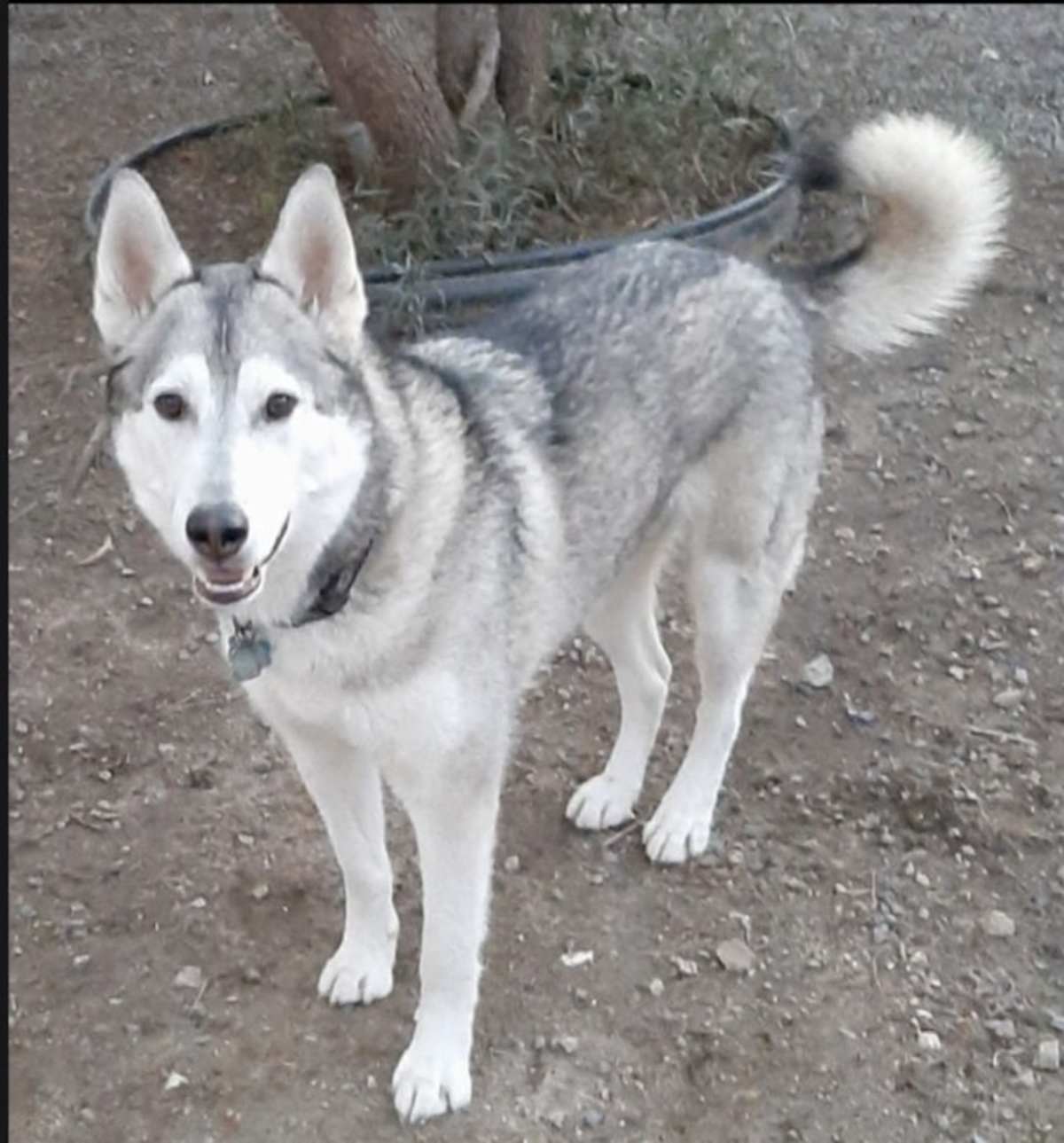 RILEY (CP) - Husky / German Shepherd Dog available for adoption