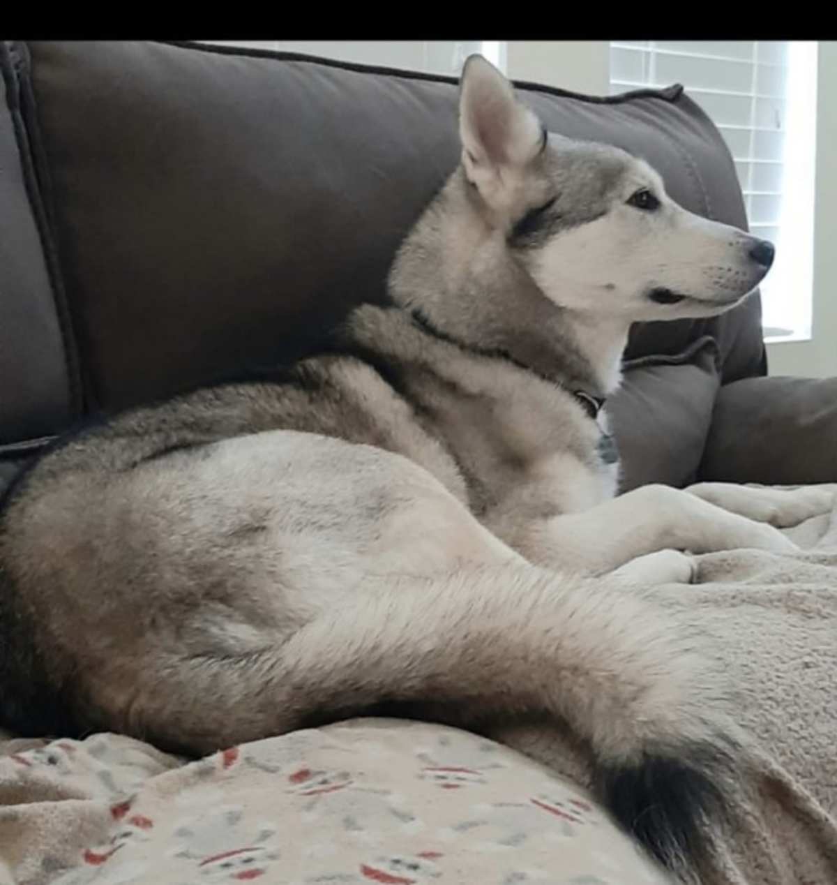 RILEY (CP) - Husky / German Shepherd Dog available for adoption