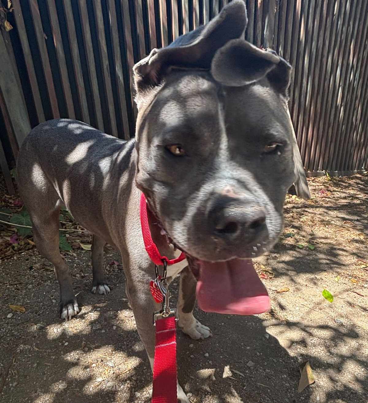 BLUE - Mastiff / Mixed Breed (Large) available for adoption