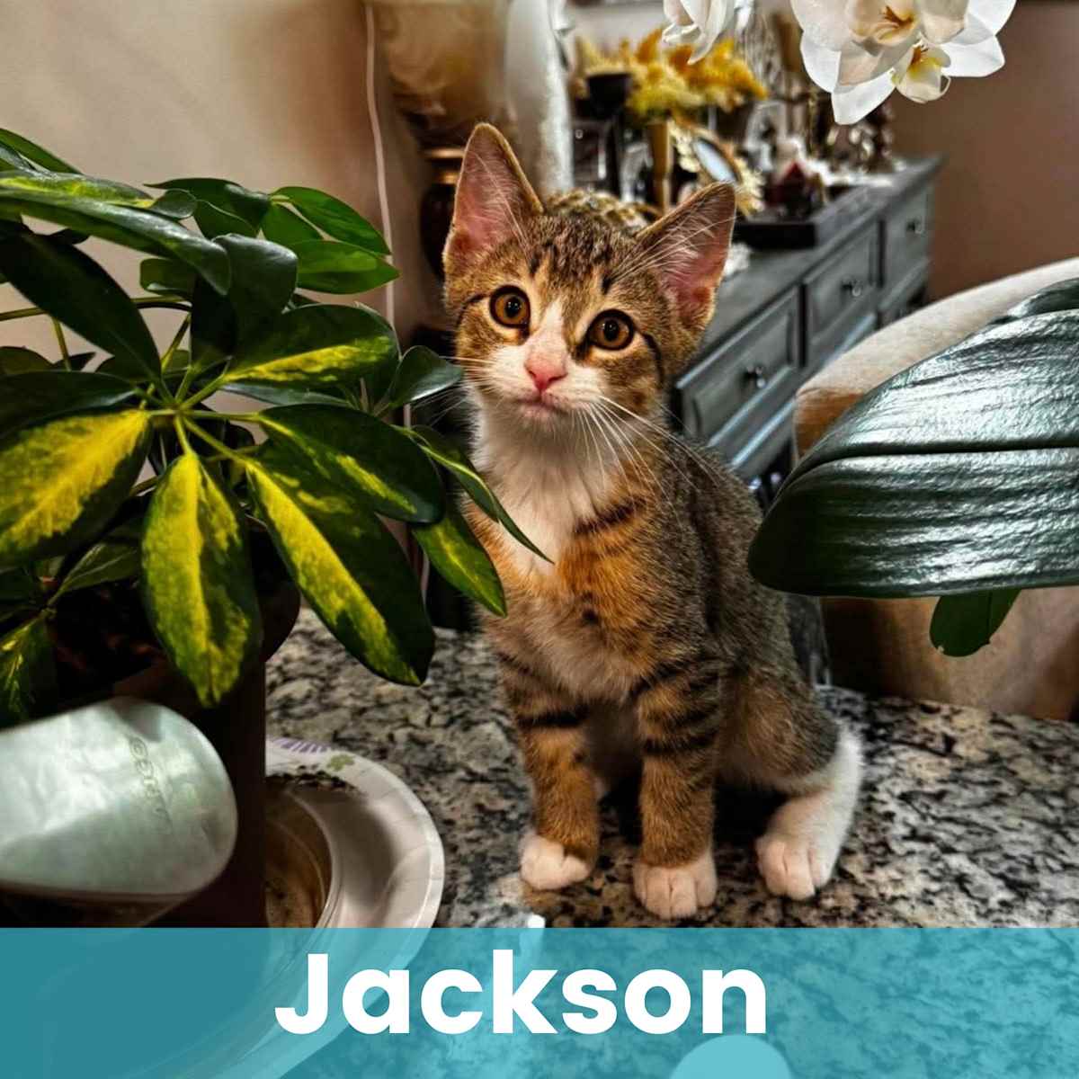 JACKSON - Domestic Shorthair available for adoption