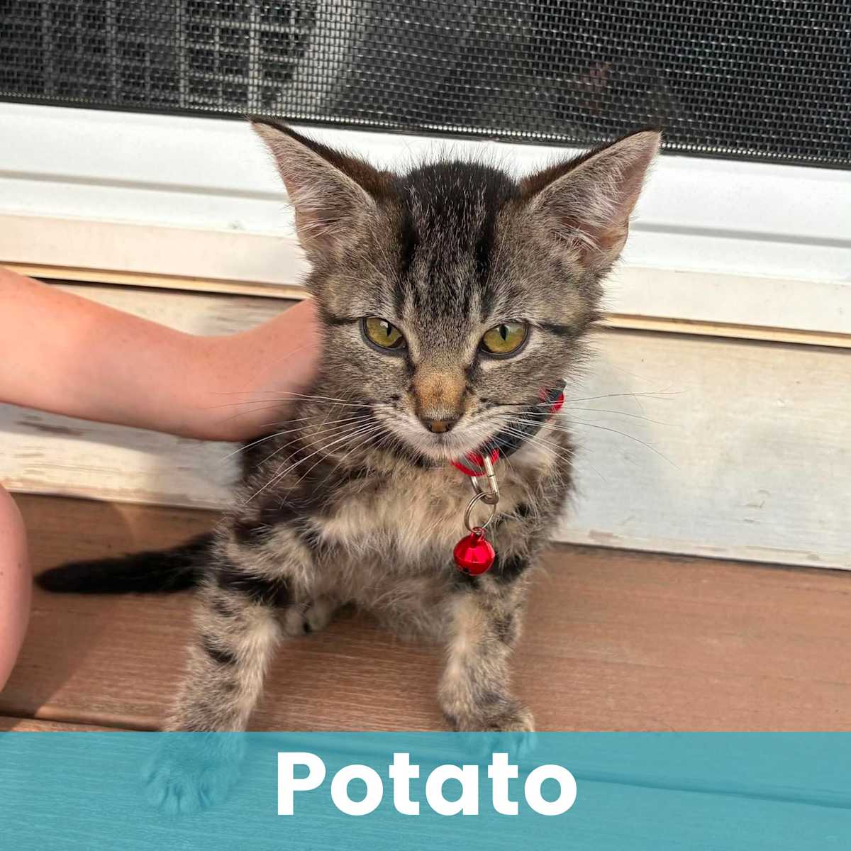 POTATO - Domestic Shorthair available for adoption