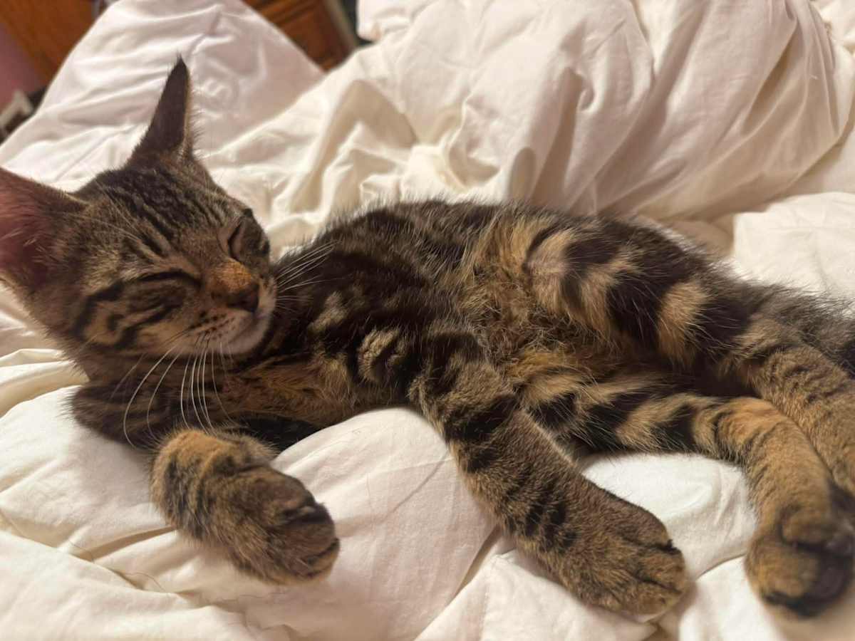 ELRIC - Domestic Shorthair available for adoption