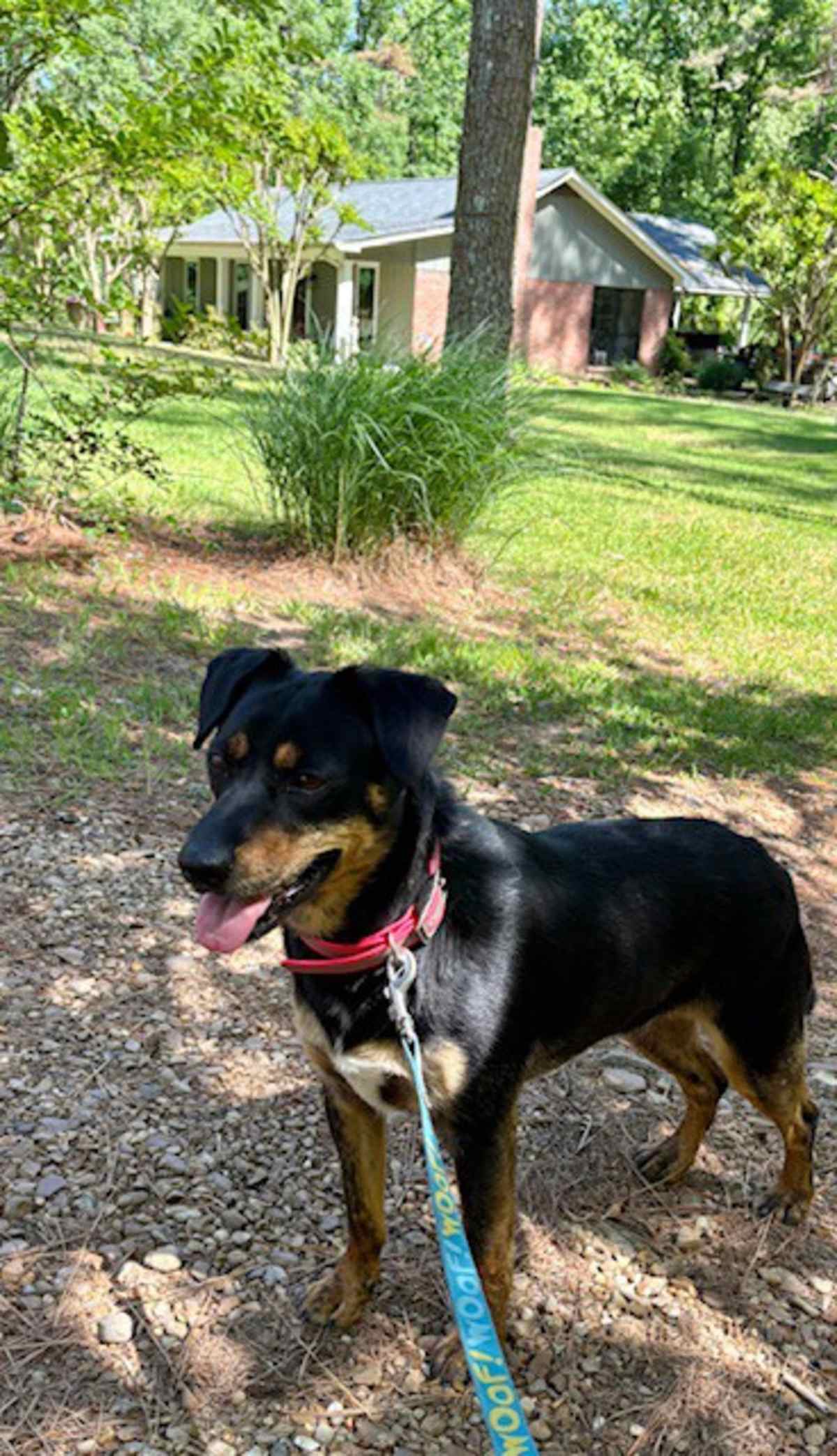 RAQUEL - Australian Cattle Dog / Australian Shepherd for adoption in Bridgeport