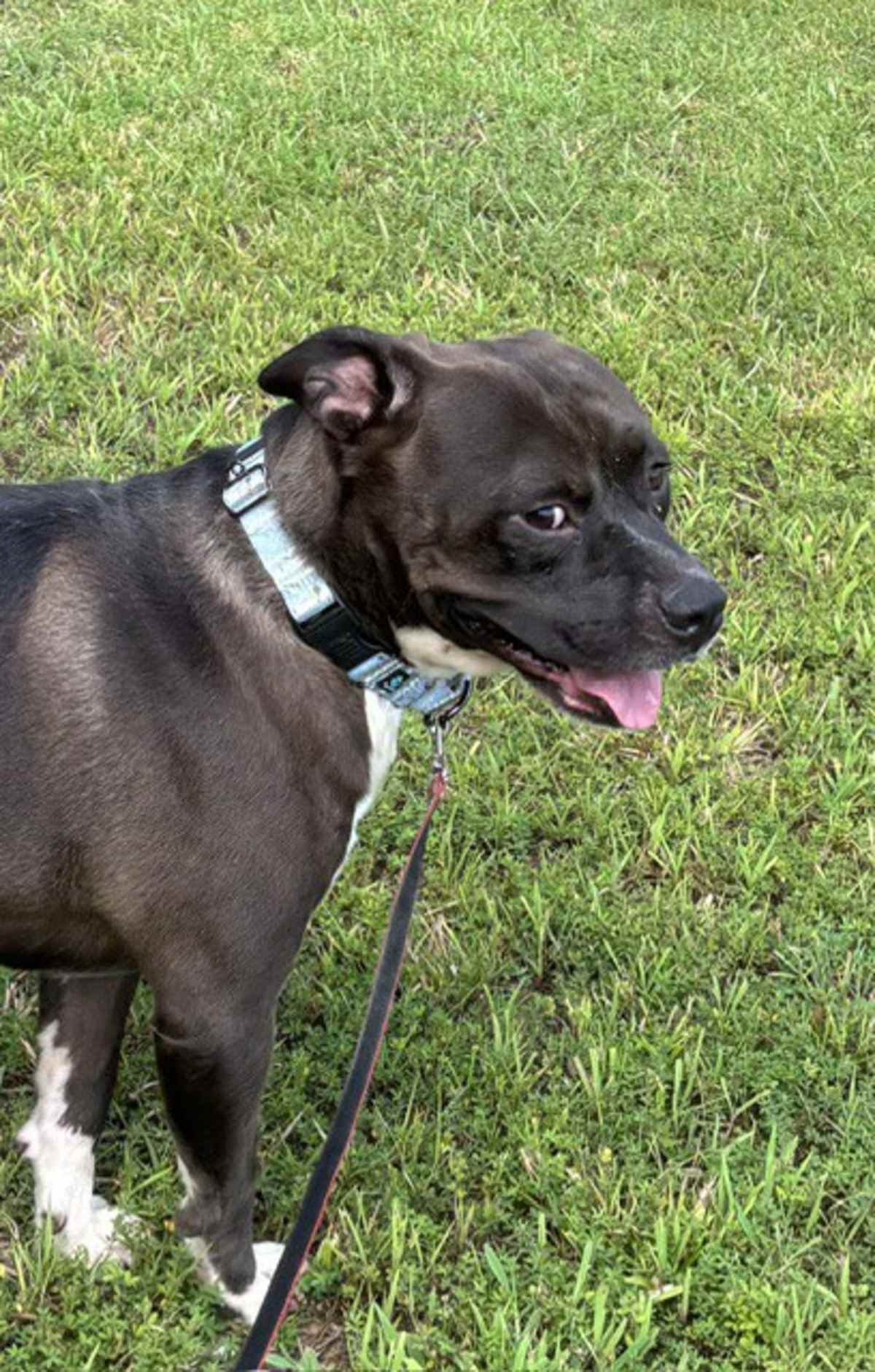 BUTCH - American Pit Bull Terrier / American Staffordshire Terrier available for adoption