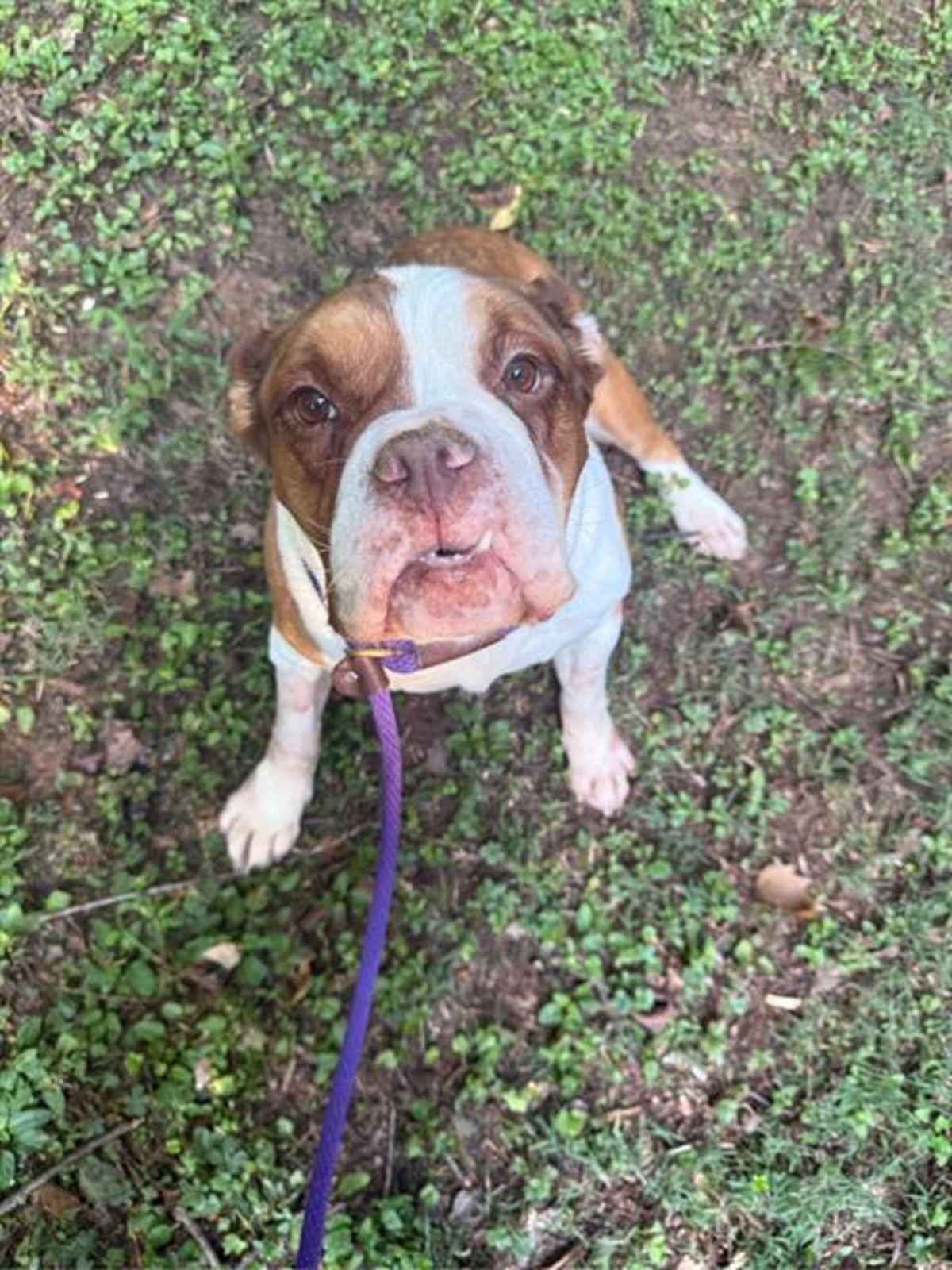 KATE - American Bulldog available for adoption