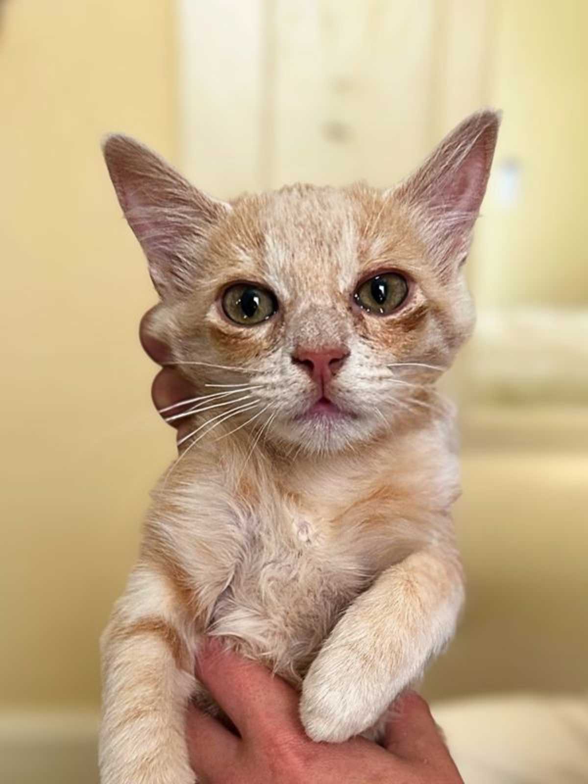 ARABELLA - Domestic Shorthair for adoption in Vallejo
