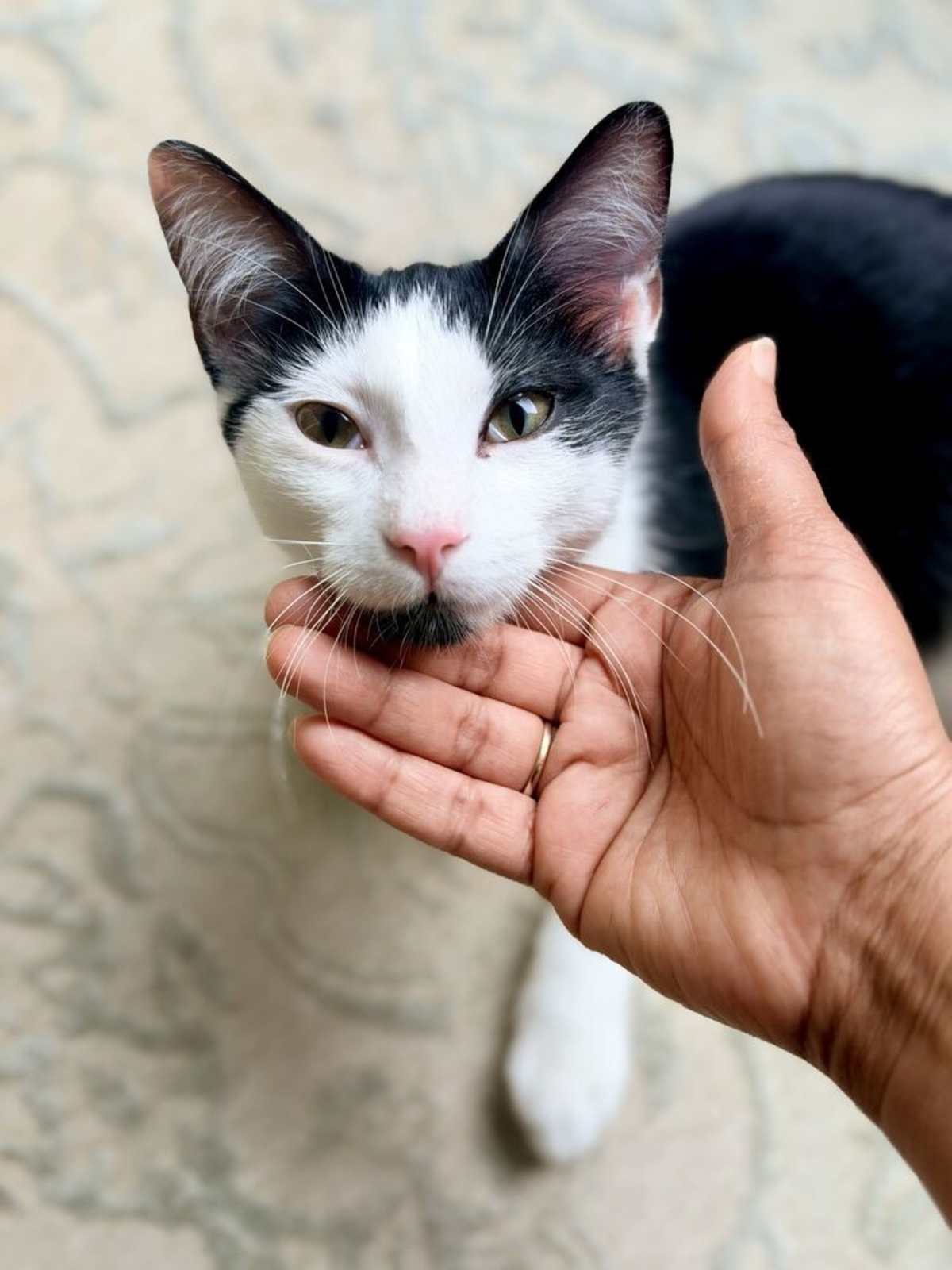 OREO - Domestic Shorthair for adoption in Naperville