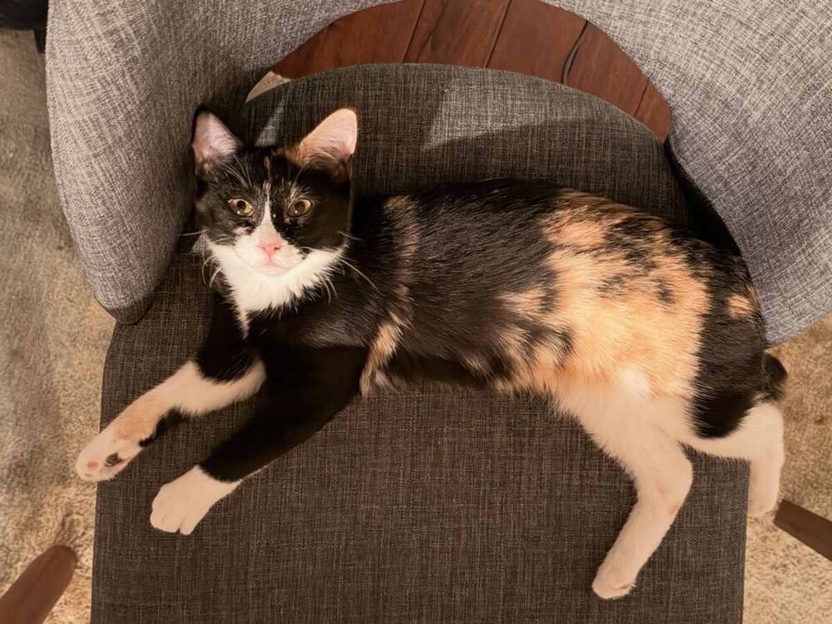 AUTUMN - Domestic Shorthair for adoption in Naperville