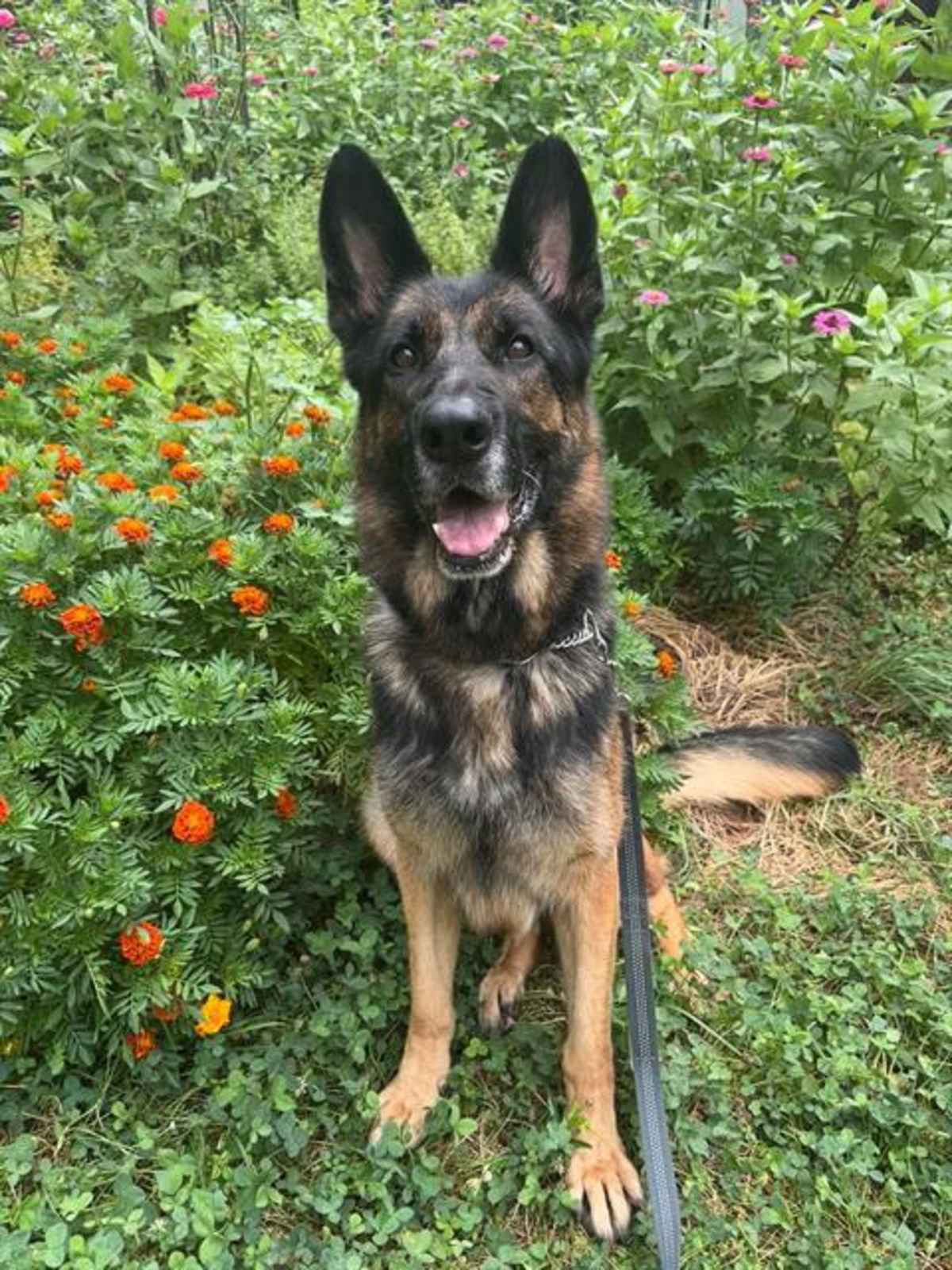 MAYA - German Shepherd Dog available for adoption
