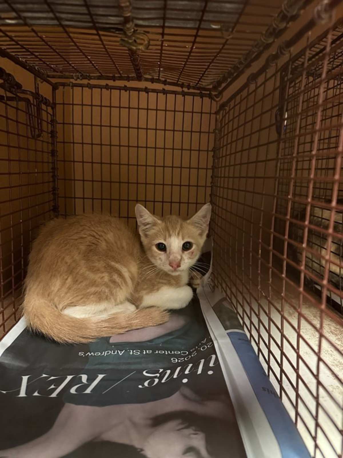 ZEB - Domestic Shorthair available for adoption