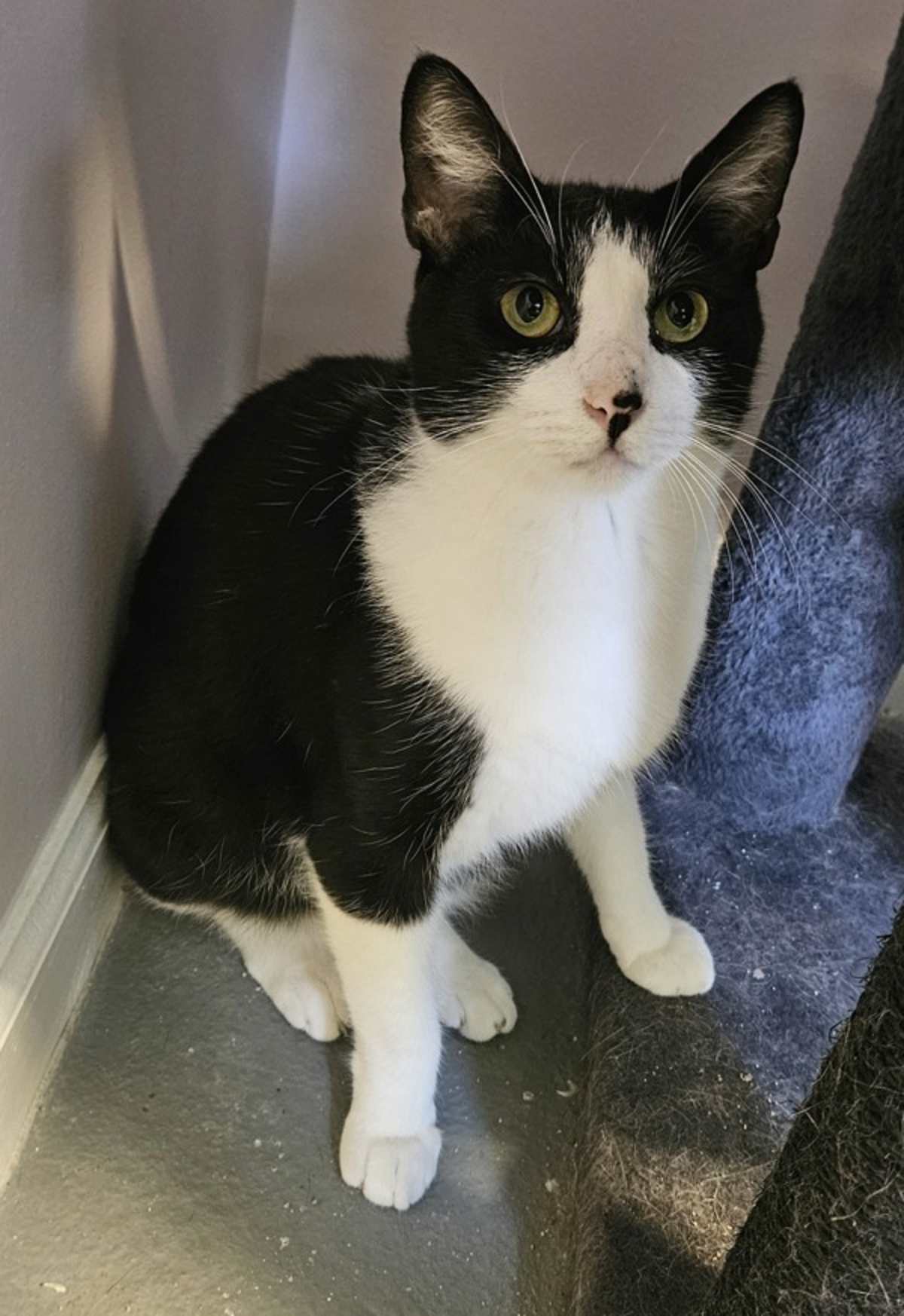 WYATT - Domestic Shorthair available for adoption