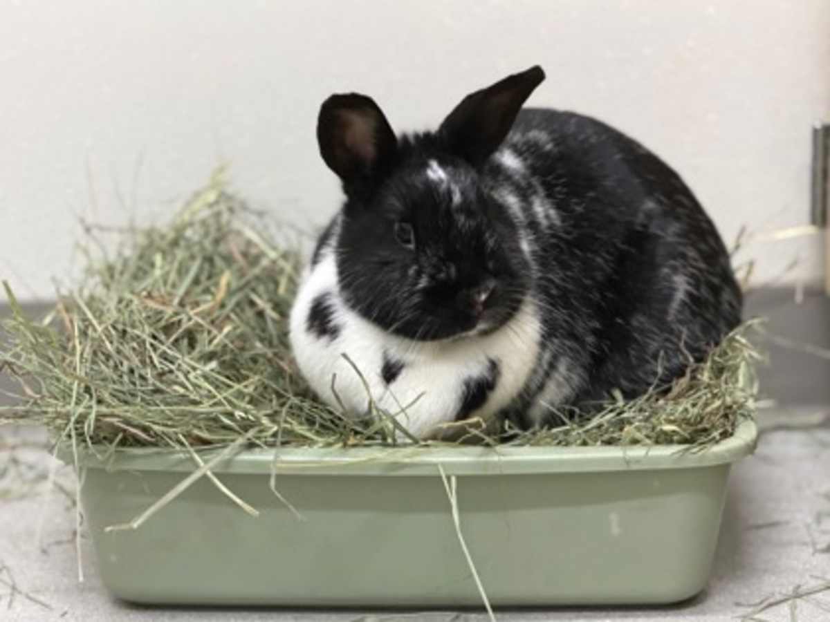 MILKSHAKE - Other / Unknown available for adoption