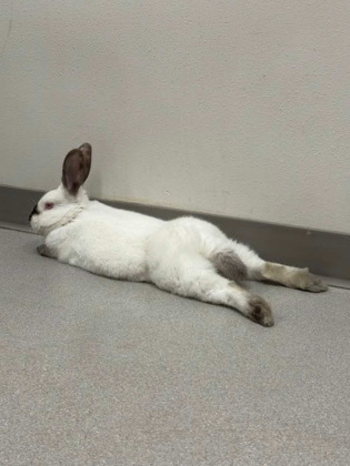 SWEET POTATO - Californian available for adoption