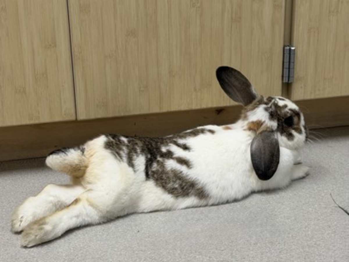 BLUEBELL - Other / Unknown available for adoption