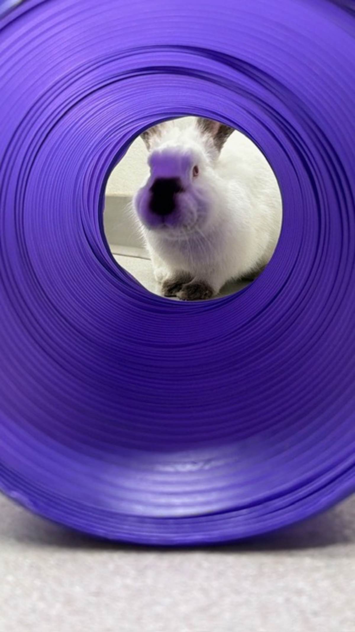 RADISH - Californian available for adoption