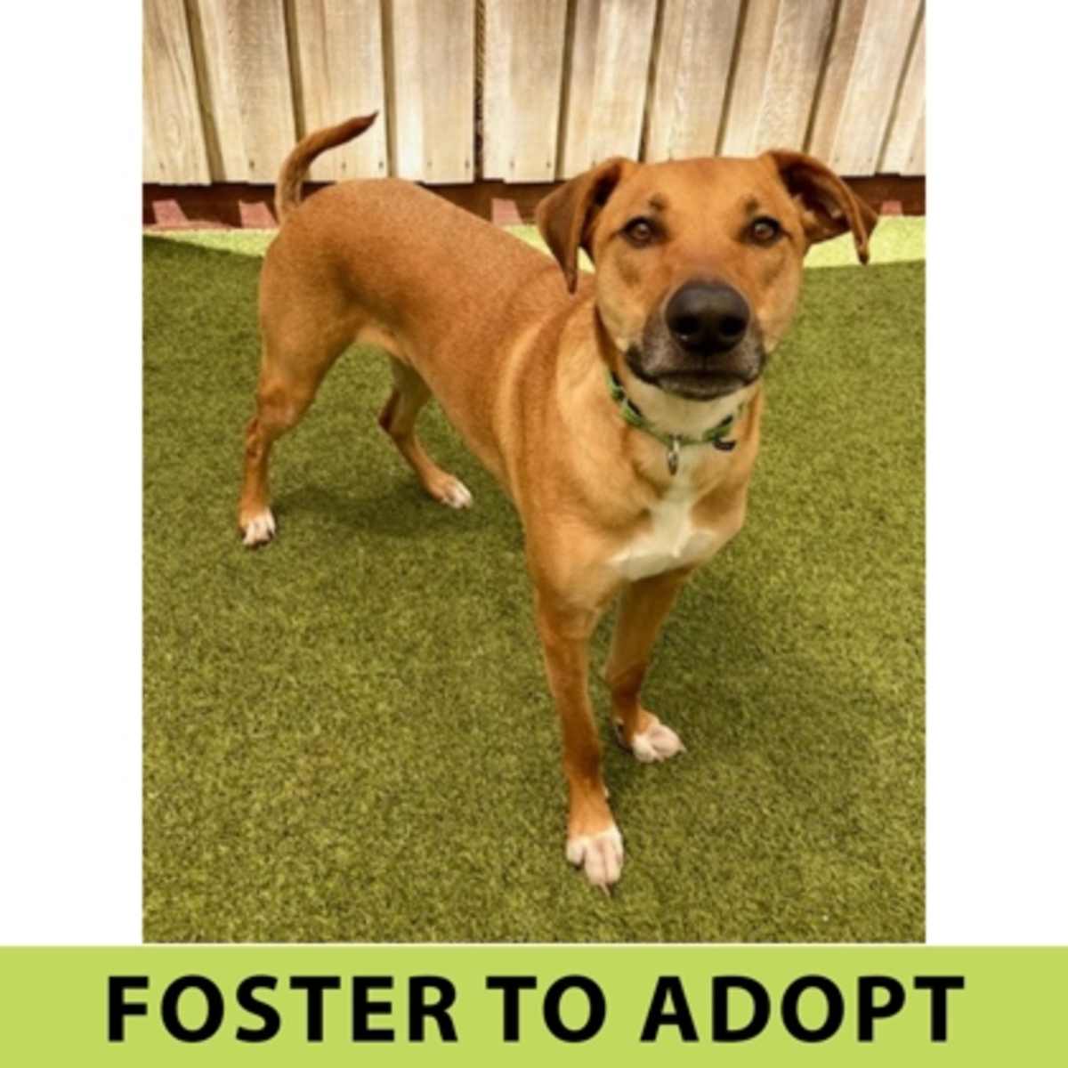 LUPIN - Mixed Breed (Medium) available for adoption