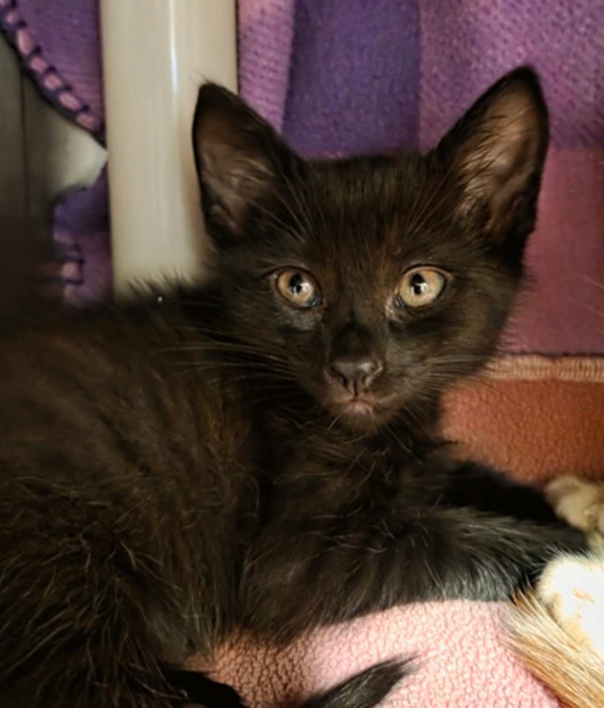 DEXTER - Domestic Shorthair available for adoption