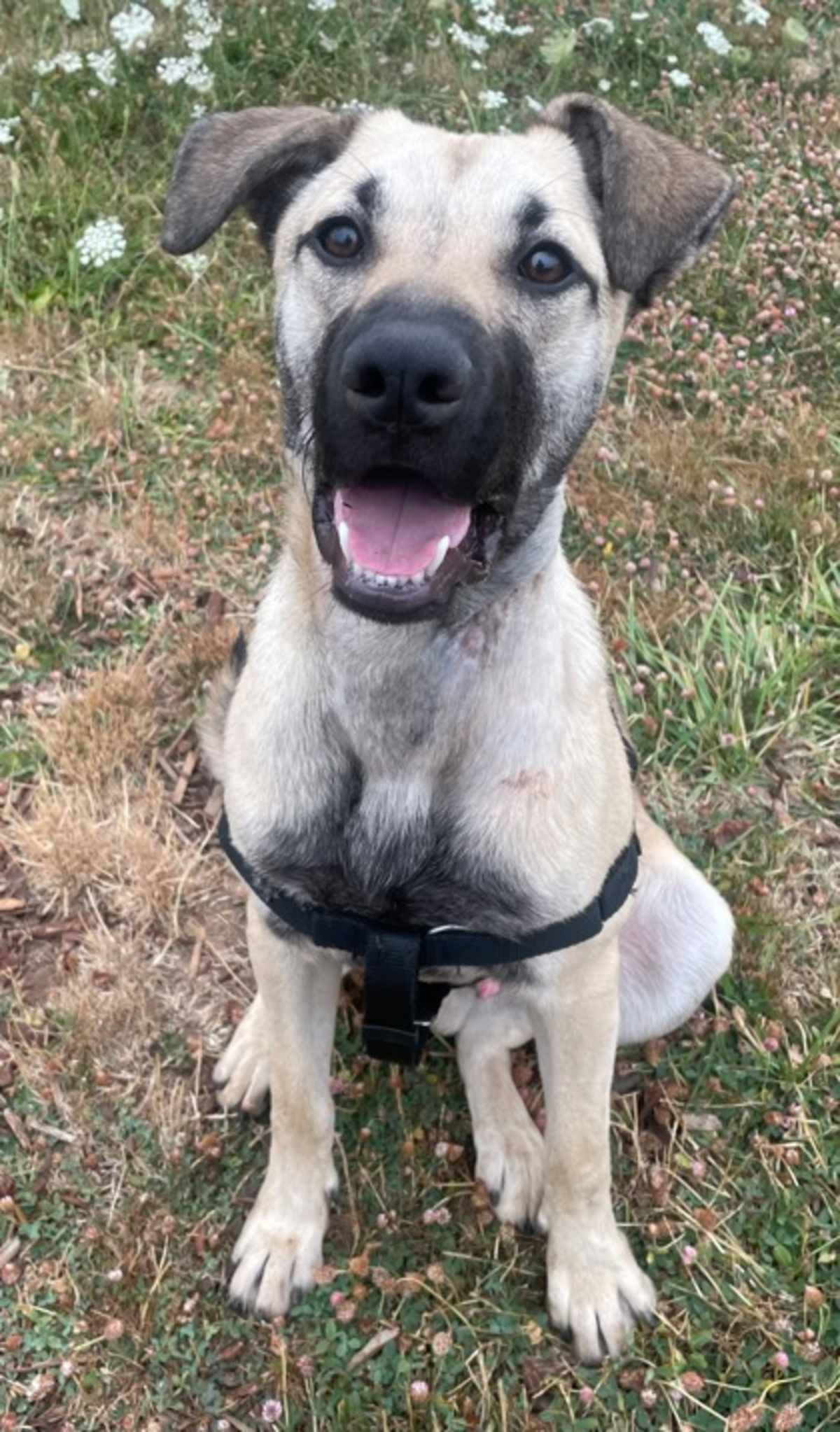 BRUIN - German Shepherd Dog available for adoption