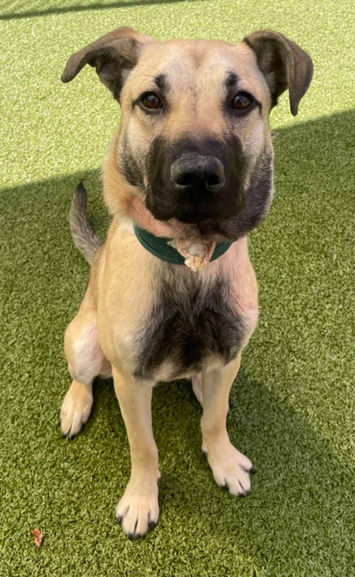 BRUIN - German Shepherd Dog available for adoption