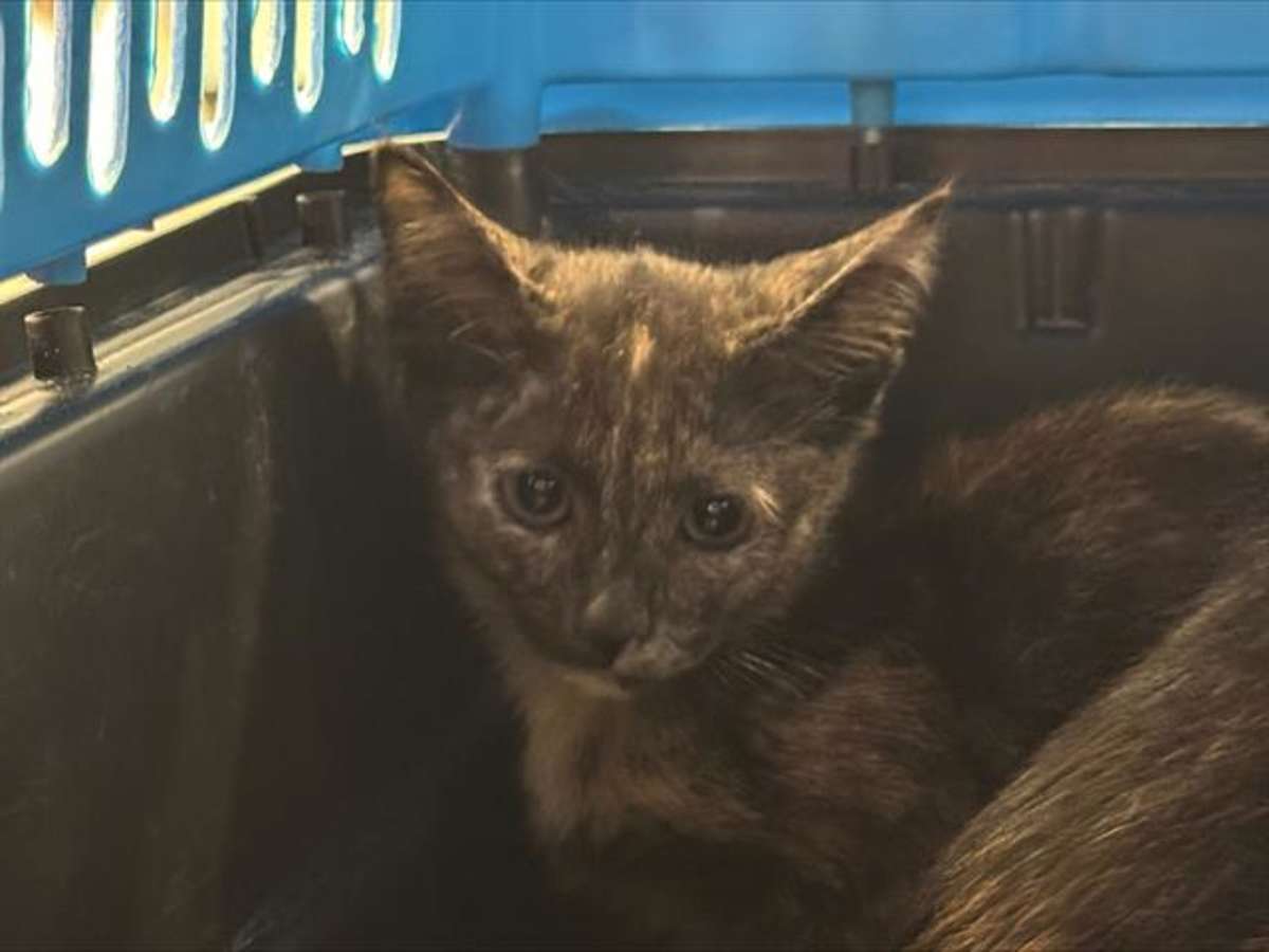 UNITY - Domestic Shorthair available for adoption