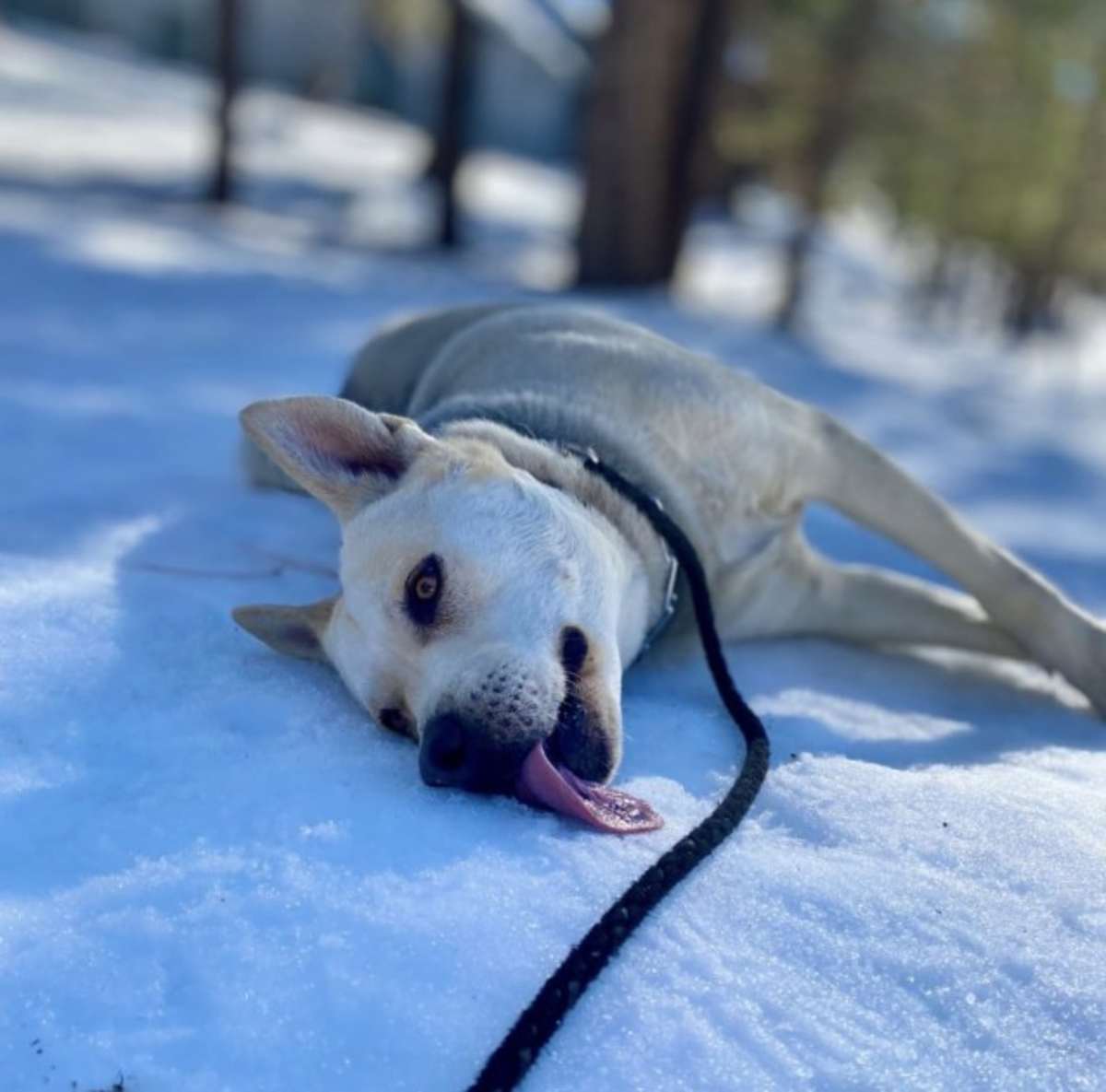 ACE (CP) - Siberian Husky / Pit Bull Terrier available for adoption