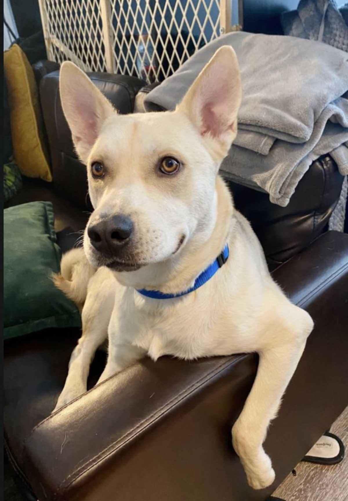 ACE (CP) - Siberian Husky / Pit Bull Terrier available for adoption