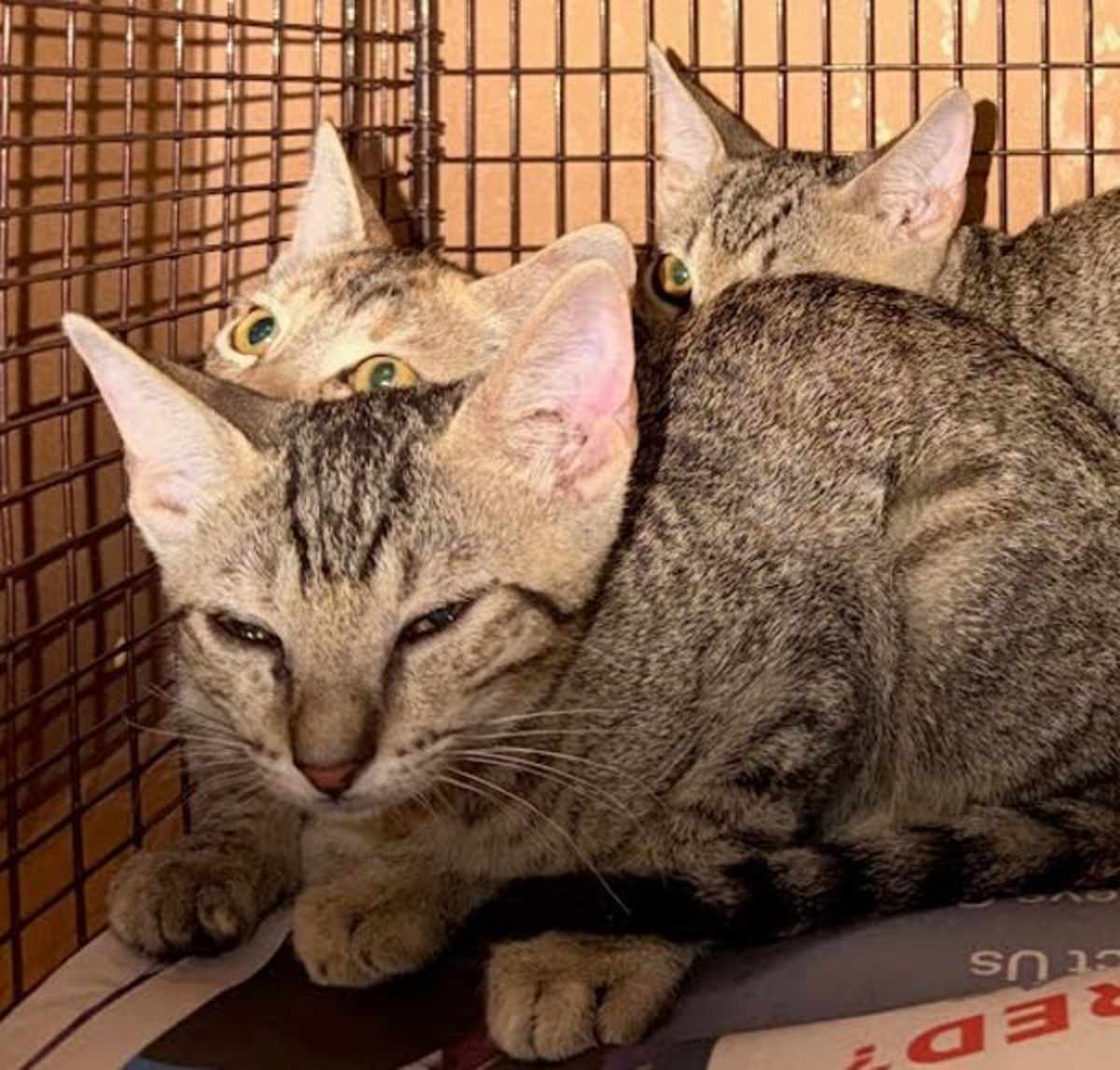 TRISHA - Domestic Shorthair available for adoption
