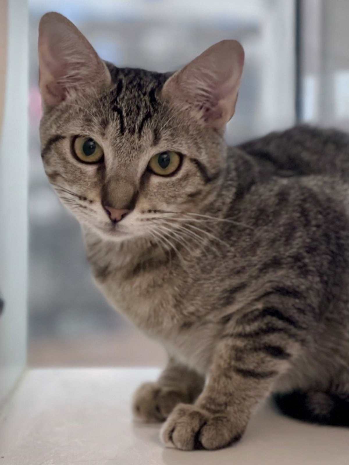 TRINKET - Domestic Shorthair available for adoption