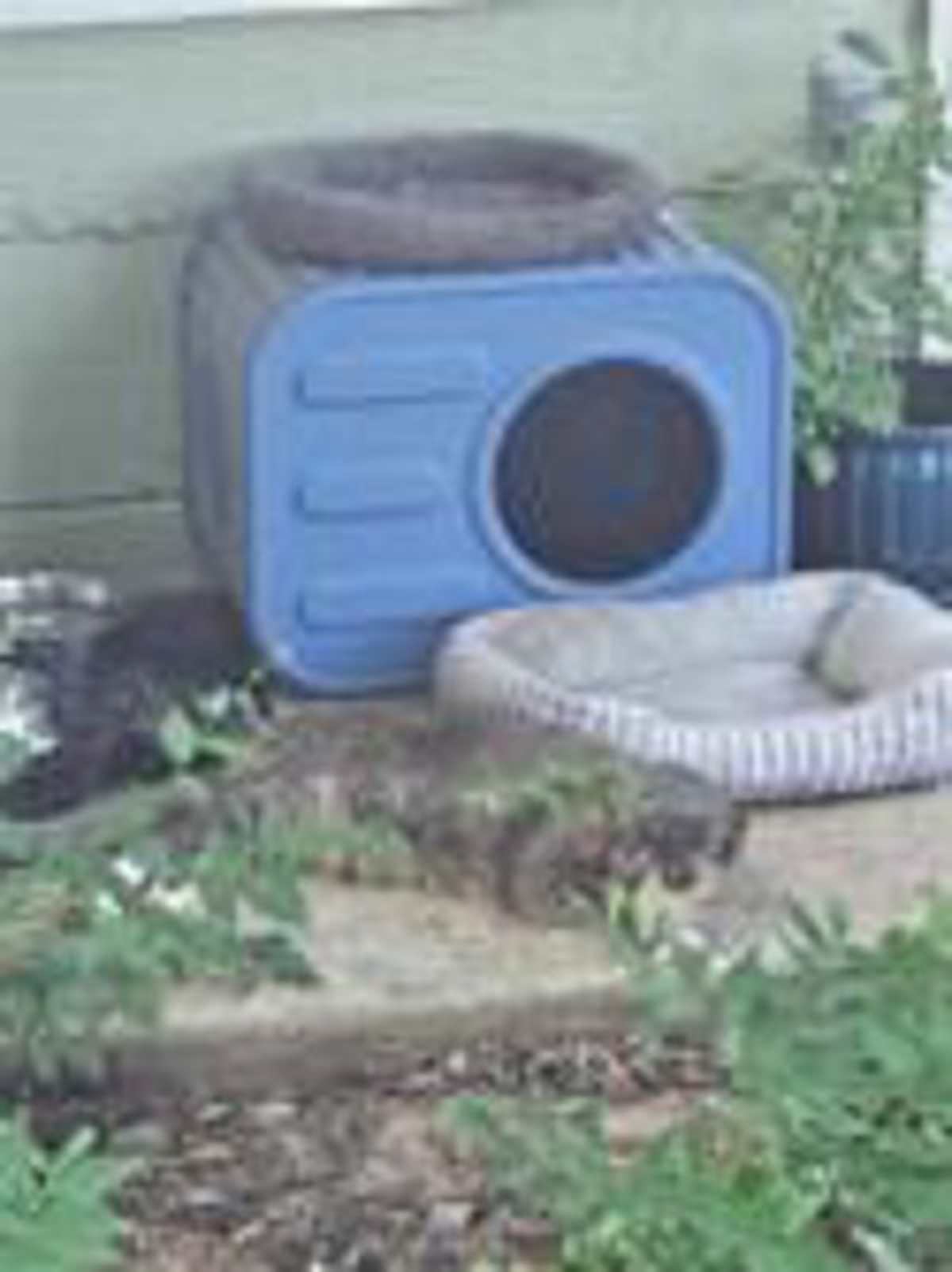 MAIEV - Domestic Shorthair available for adoption