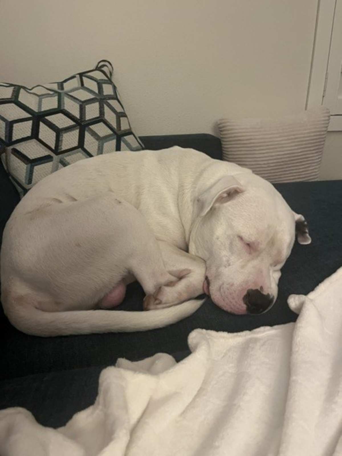 GHOSTBUSTER - American Staffordshire Terrier available for adoption