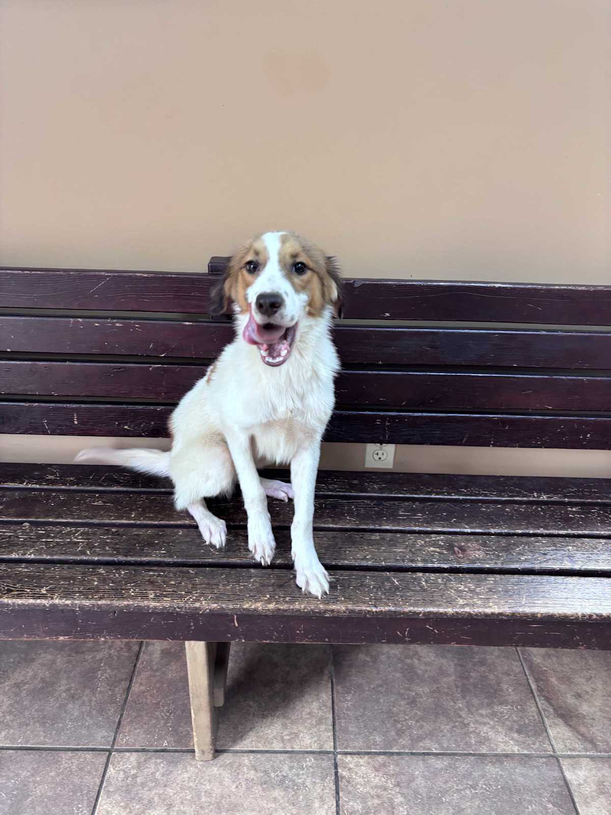 BAGUETTE ~ MEET ME! - Brittany / Cavalier King Charles Spaniel available for adoption