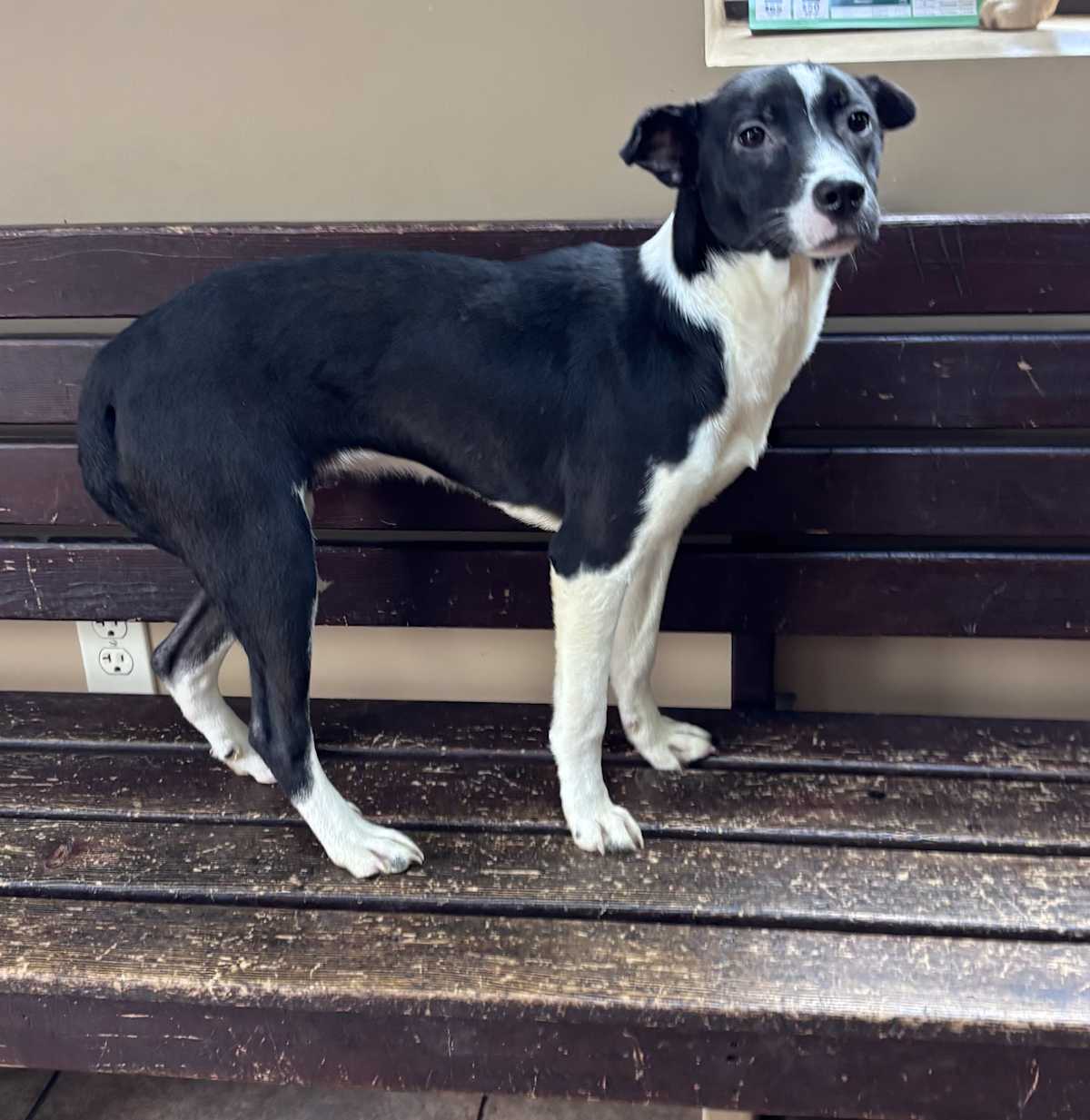 BEVERLY - Border Collie / Beagle available for adoption