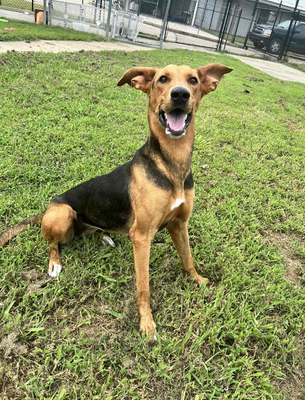 HONEY BEE - Great Dane / Doberman Pinscher available for adoption