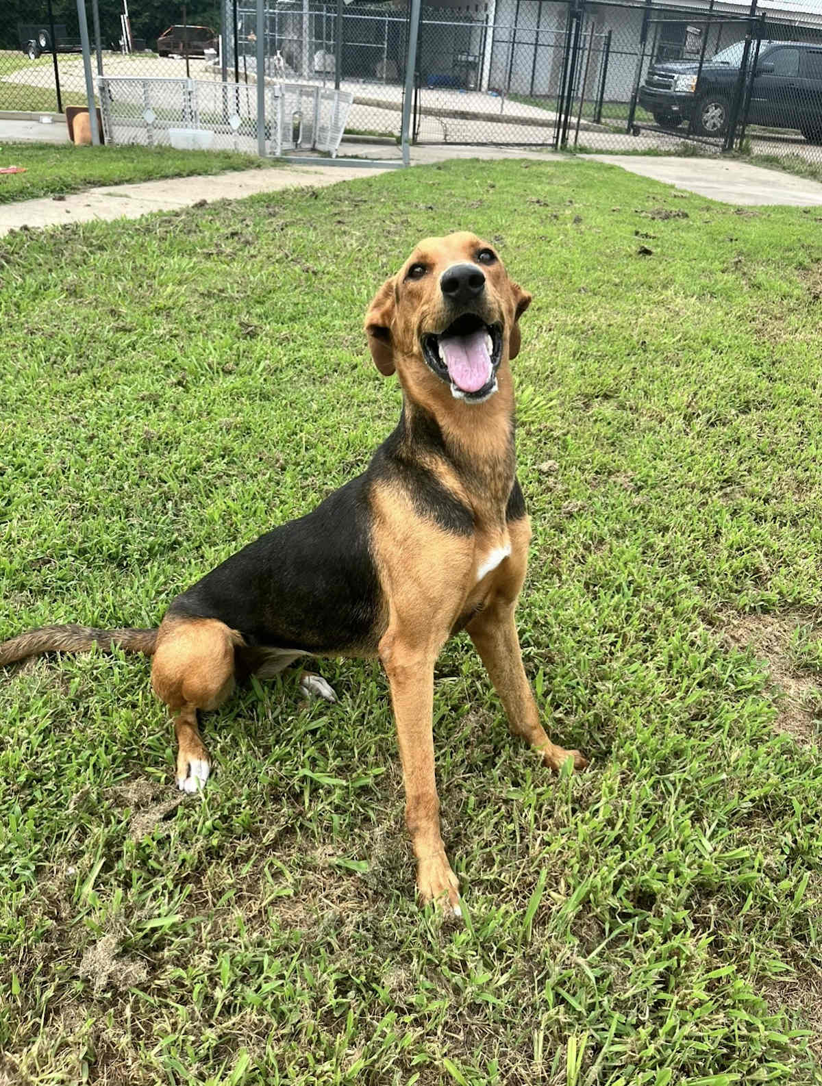 HONEY BEE - Great Dane / Doberman Pinscher available for adoption