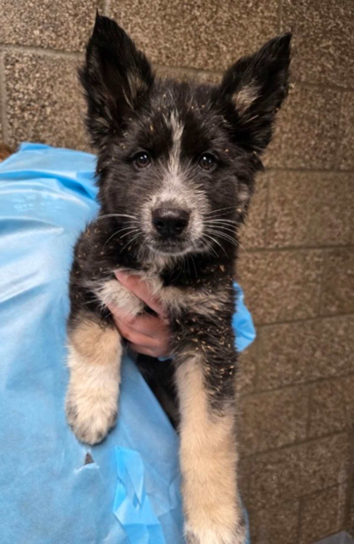 ASTEROID DESTROYER - Mixed Breed (Medium) available for adoption