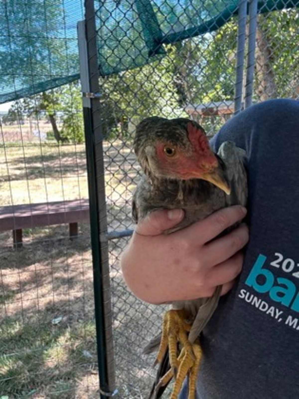 CHESTNUT - Chicken available for adoption