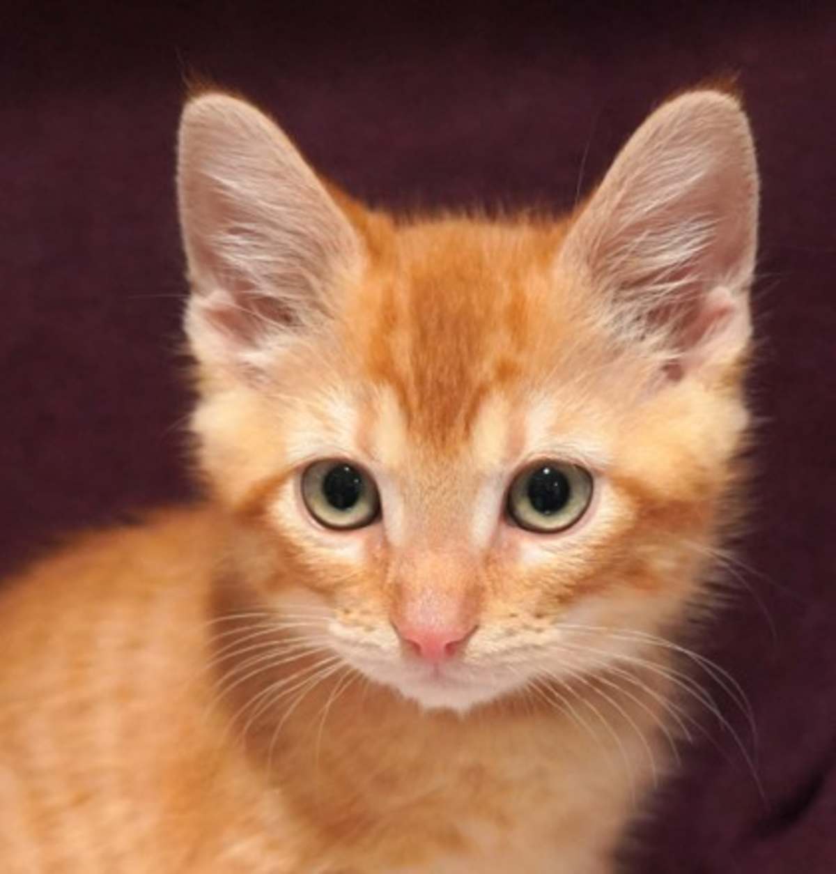 BAGEL - Domestic Shorthair available for adoption