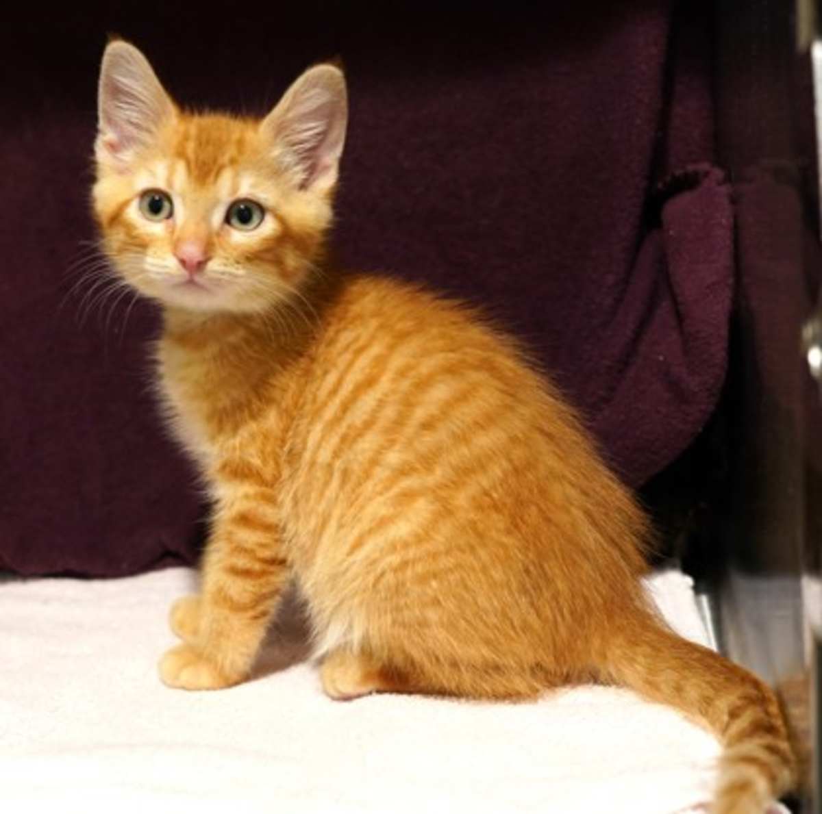 BAGEL - Domestic Shorthair available for adoption