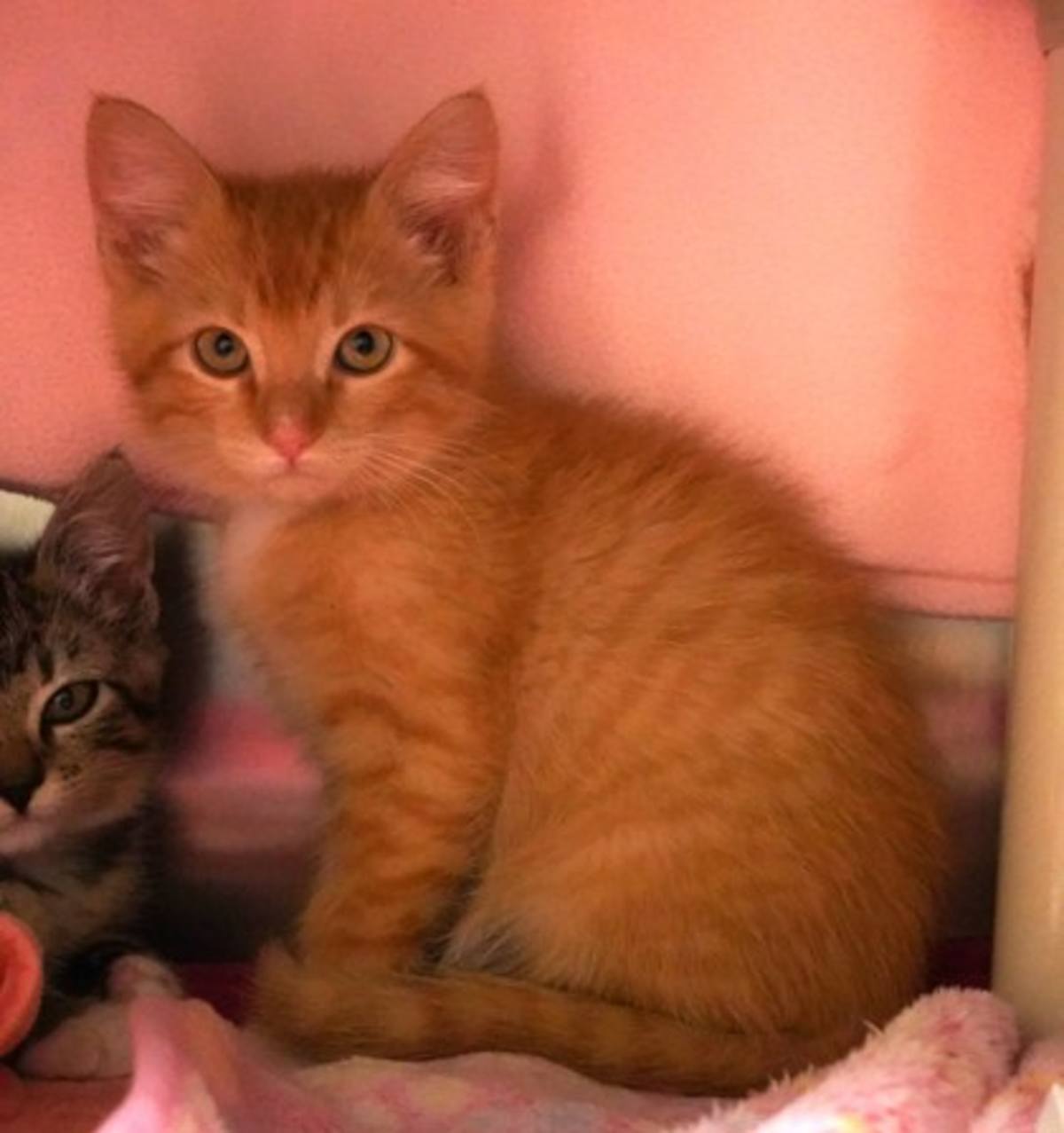 CROISSANT - Domestic Shorthair available for adoption