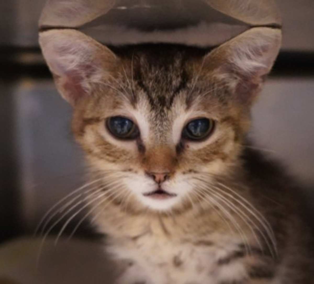 POOH BEAR - Domestic Shorthair available for adoption