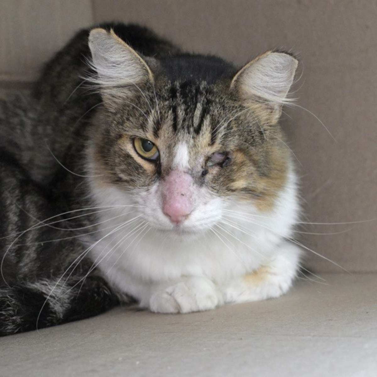 EDUARDO - Domestic Longhair available for adoption