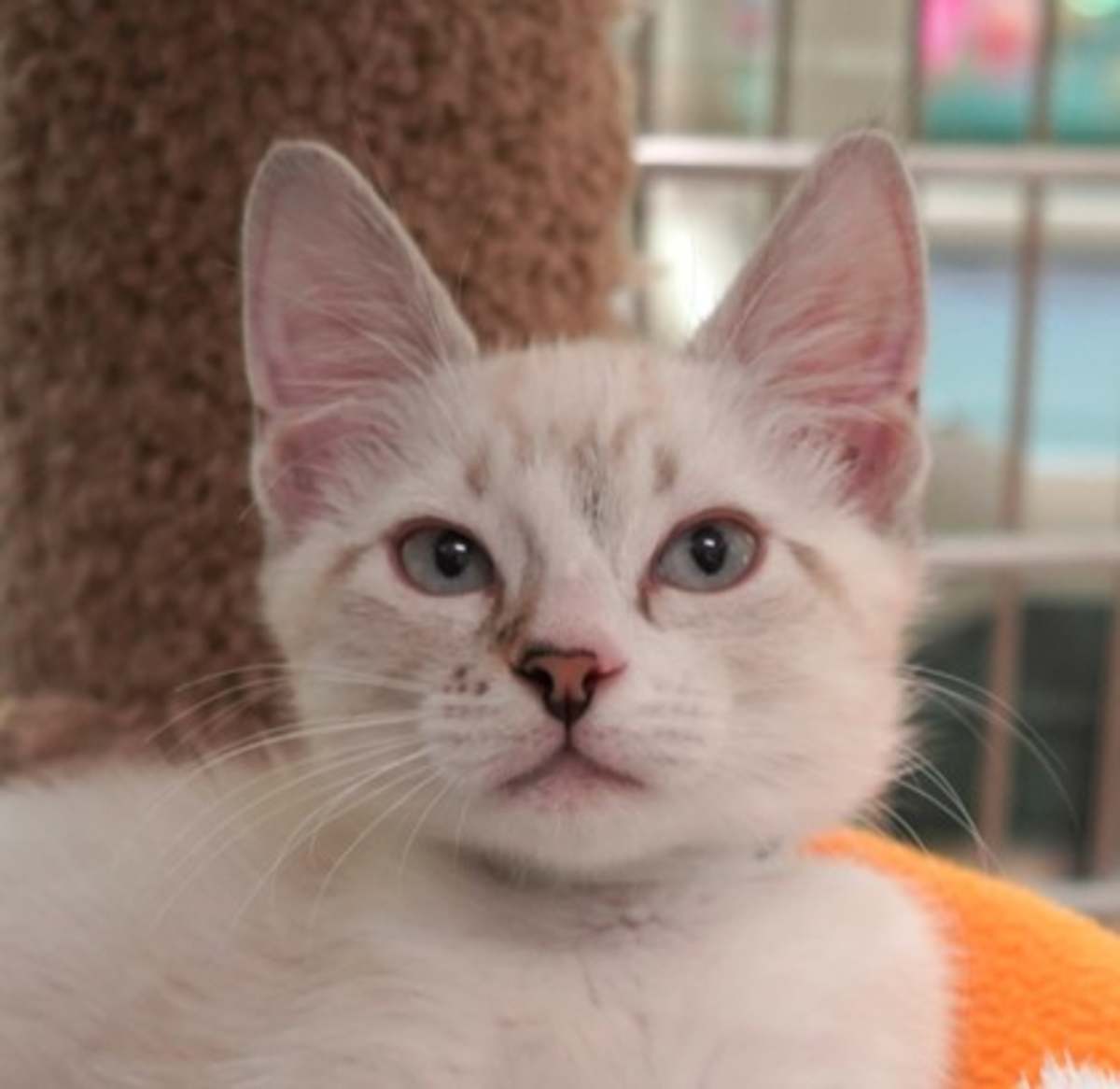 BOOGIE - Siamese available for adoption