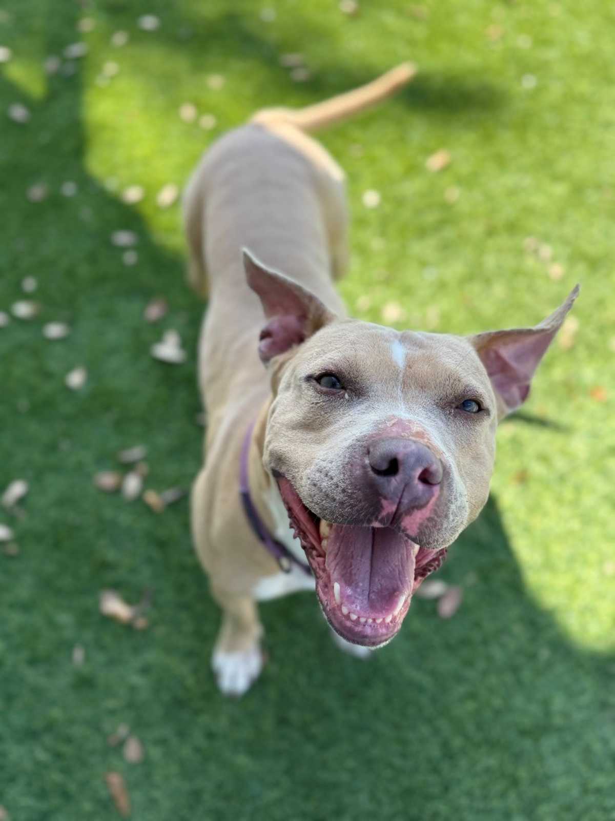 ANNIE - American Pit Bull Terrier for adoption in Fort Worth