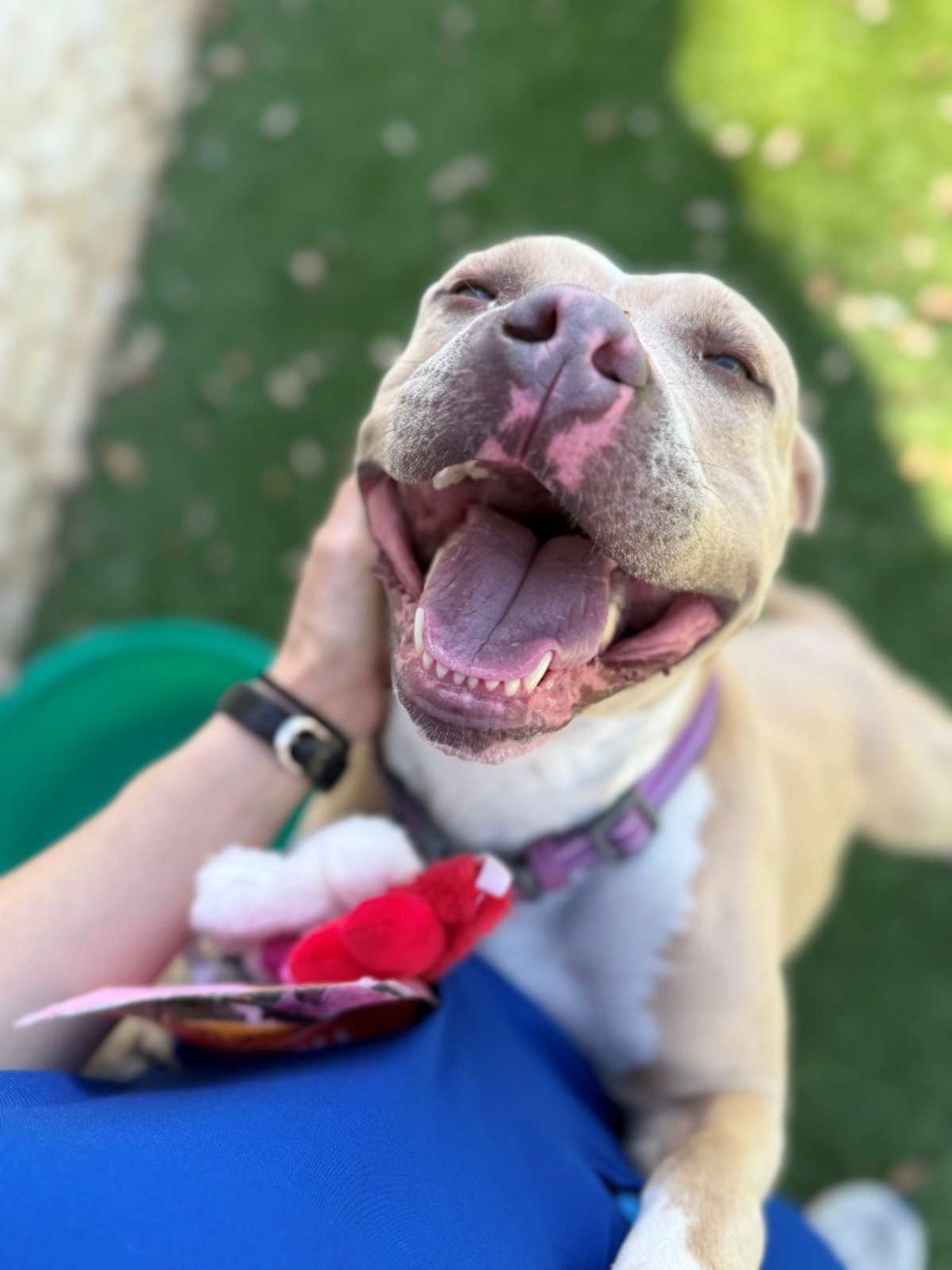 ANNIE - American Pit Bull Terrier available for adoption
